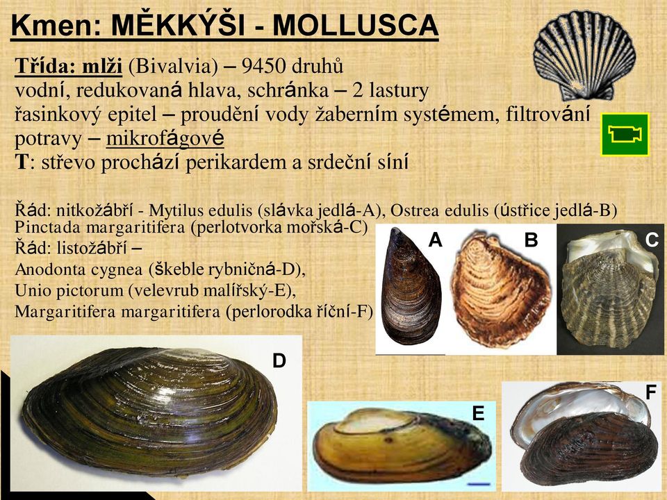 Mytilus edulis (slávka jedlá-a), Ostrea edulis (ústřice jedlá-b) Pinctada margaritifera (perlotvorka mořská-c) Řád: listožábří