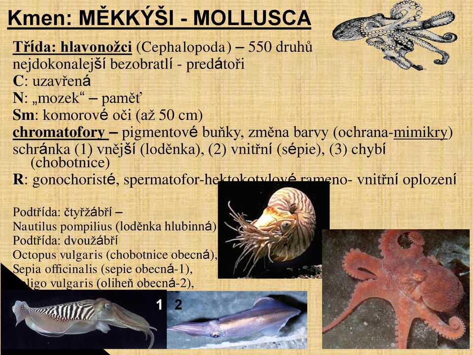 (3) chybí (chobotnice) R: gonochoristé, spermatofor-hektokotylové rameno- vnitřní oplození Podtřída: čtyřžábří Nautilus pompilius (loděnka