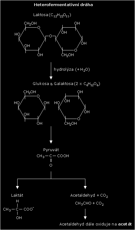 UTB ve Zlíně, Fakulta technologická 12 Obrázek 1 : Produkty homofermentativního a heterofermentativního mléčného kvašení [7] Výživa mléčných bakterií Fermentace je proces, kdy činností enzymů
