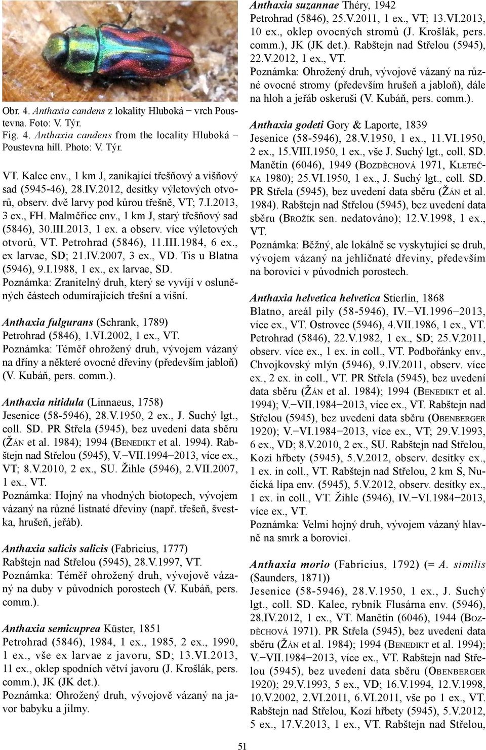 , 1 km J, starý třešňový sad (5846), 30.III.2013, 1 ex. a observ. více výletových otvorů, Petrohrad (5846), 11.III.1984, 6 ex., ex larvae, SD; 21.IV.2007, 3 ex., VD. Tis u Blatna (5946), 9.I.1988, 1 ex.