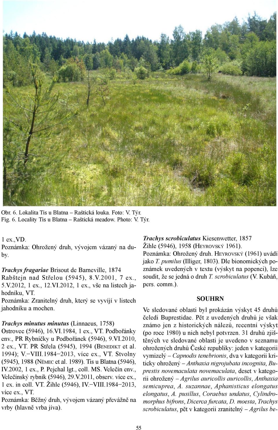 , 12.VI.2012, 1 ex., vše na listech jahodníku, Poznámka: Zranitelný druh, který se vyvíjí v listech jahodníku a mochen. Trachys minutus minutus (Linnaeus, 1758) Ostrovec (5946), 16.VI.1984, 1 ex.