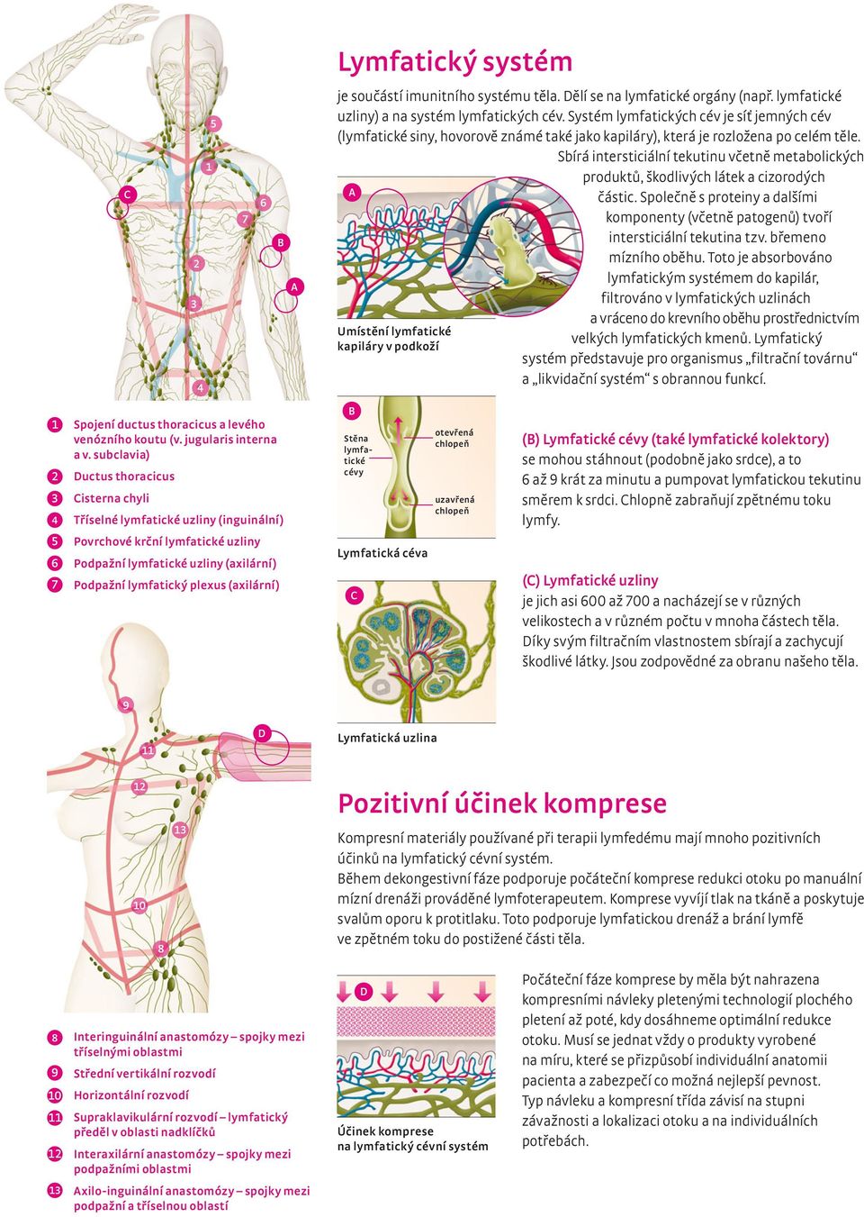 Sbírá intersticiální tekutinu včetně metabolických A Umístění lymfatické kapiláry v podkoží produktů, škodlivých látek a cizorodých částic.