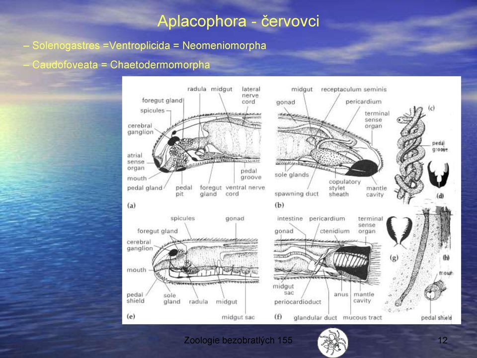 Neomeniomorpha Caudofoveata =