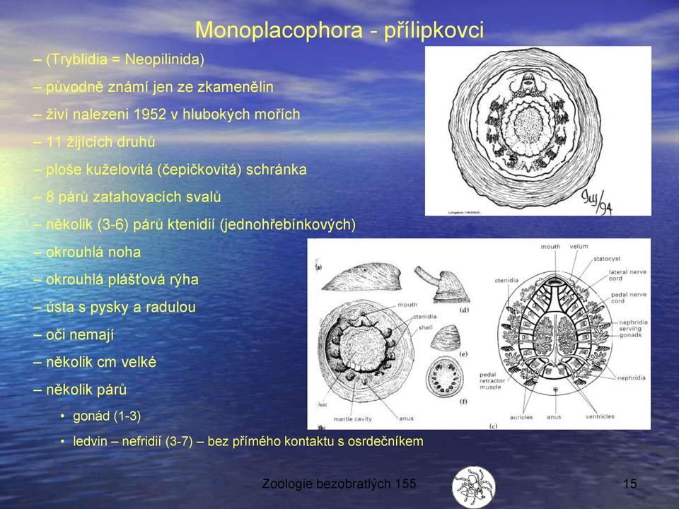 (3-6) párů ktenidií (jednohřebínkových) okrouhlá noha okrouhlá plášťová rýha ústa s pysky a radulou oči nemají