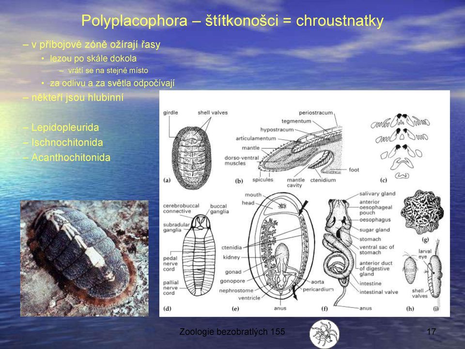 odlivu a za světla odpočívají někteří jsou hlubinní