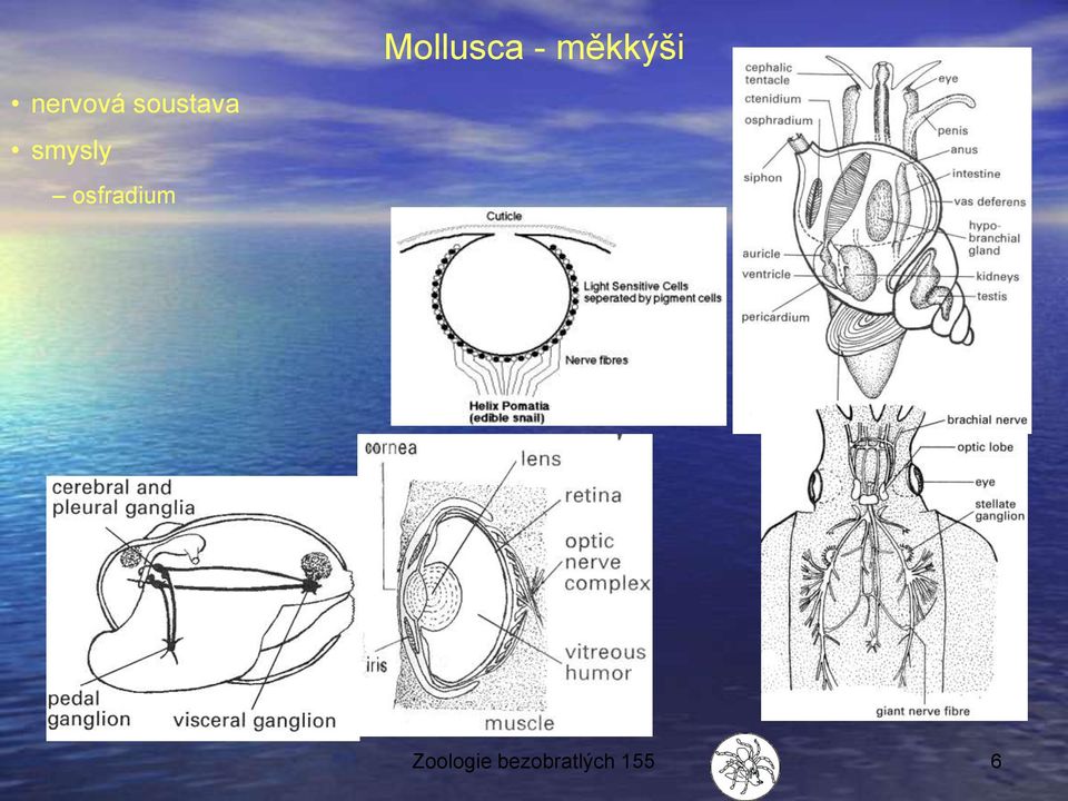 smysly osfradium