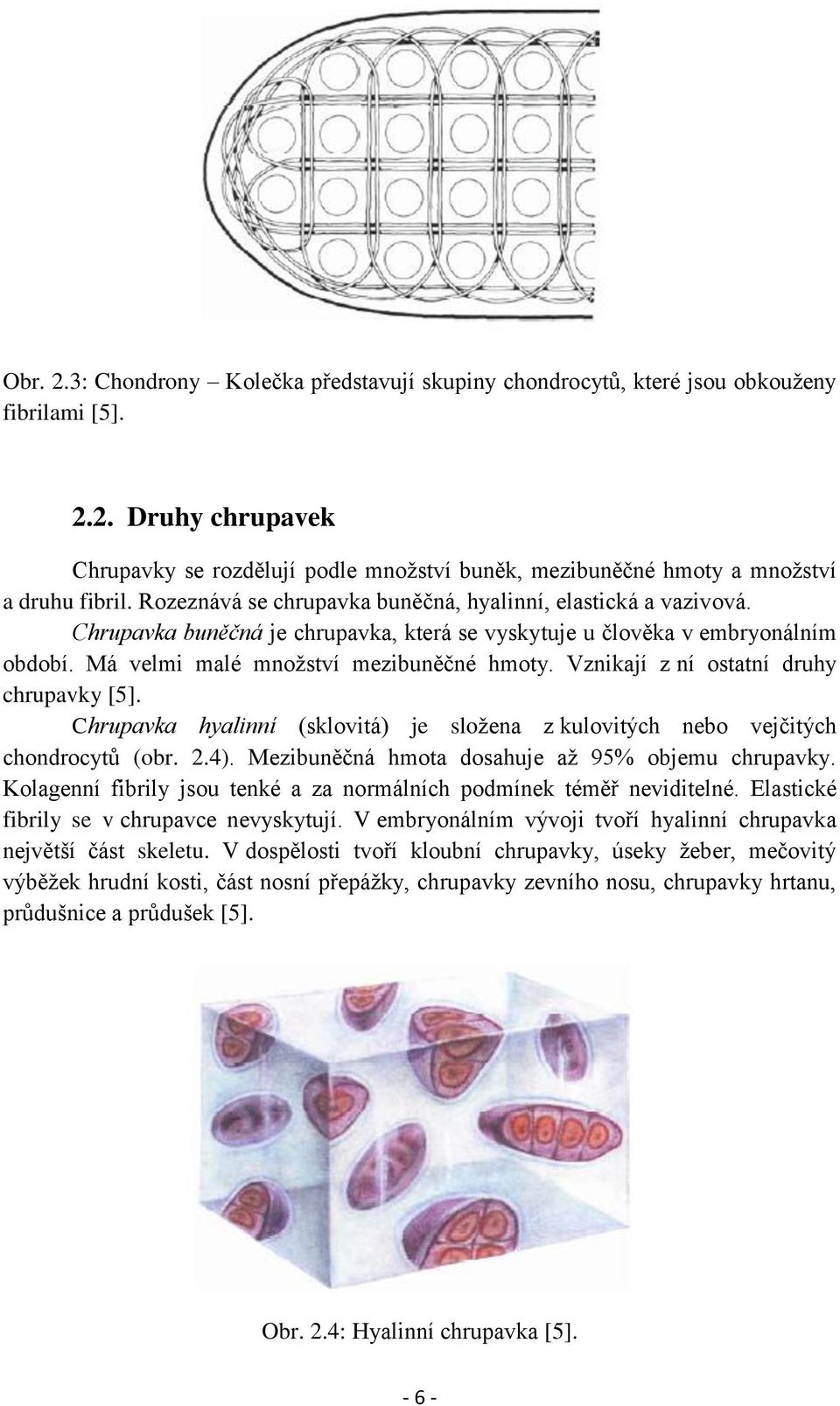 Vznikají z ní ostatní druhy chrupavky [5]. Chrupavka hyalinní (sklovitá) je složena z kulovitých nebo vejčitých chondrocytů (obr. 2.4). Mezibuněčná hmota dosahuje až 95% objemu chrupavky.