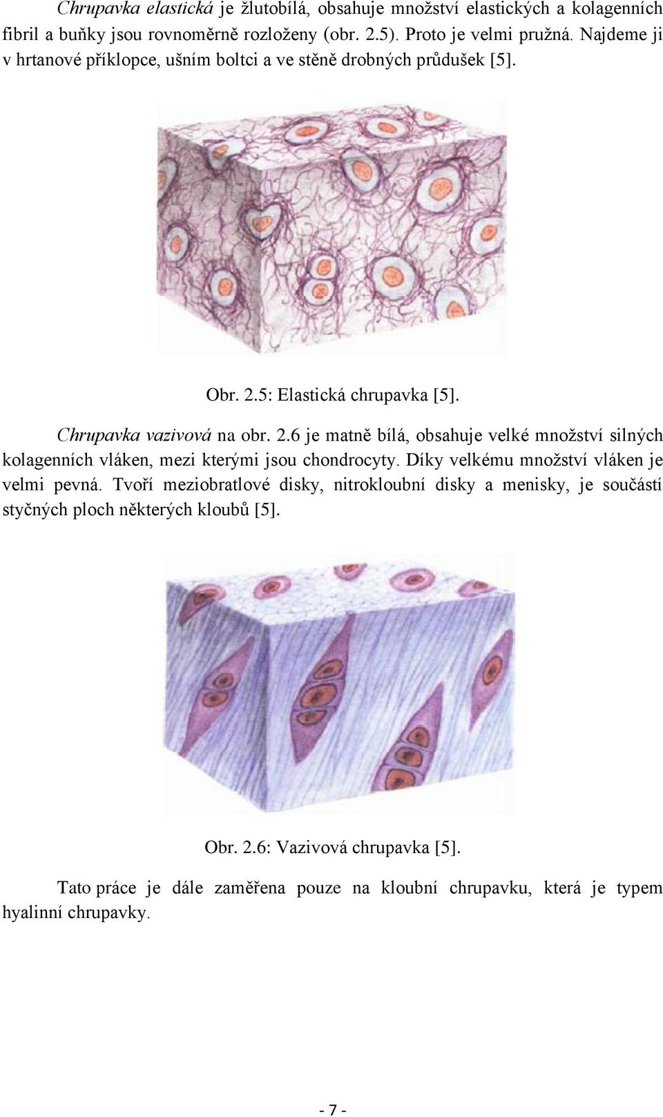 5: Elastická chrupavka [5]. Chrupavka vazivová na obr. 2.6 je matně bílá, obsahuje velké množství silných kolagenních vláken, mezi kterými jsou chondrocyty.