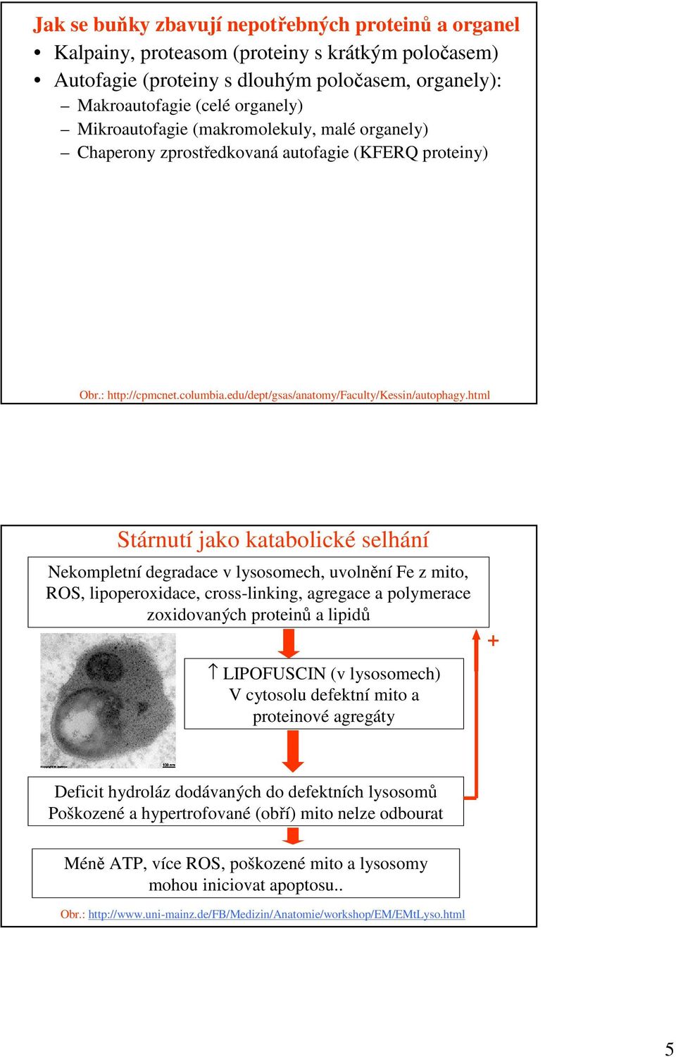 html Stárnutí jako katabolické selhání Nekompletní degradace v lysosomech, uvolnění Fe z mito, ROS, lipoperoxidace, cross-linking, agregace a polymerace zoxidovaných proteinů a lipidů LIPOFUSCIN (v