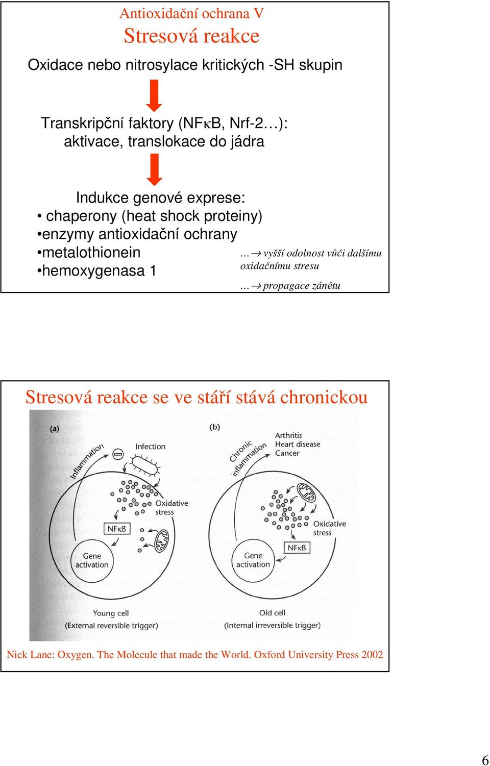 antioxidační ochrany metalothionein hemoxygenasa 1 vyšší odolnost vůči dalšímu oxidačnímu stresu propagace zánětu