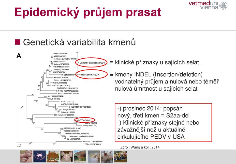 úmrtnost u sajících selat -) prosinec 2014: popsán n nový, třetí kmen = S2aa-del -)