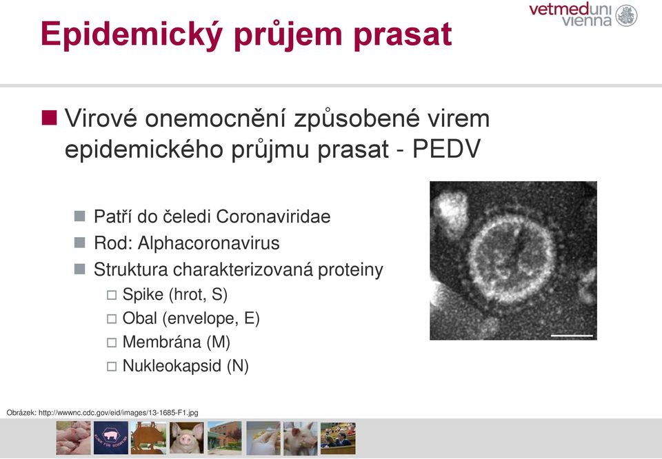 Struktura charakterizovaná proteiny Spike (hrot, S) Obal (envelope, E)