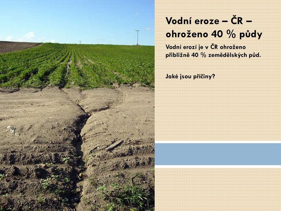 ohroženo přibližně 40 %