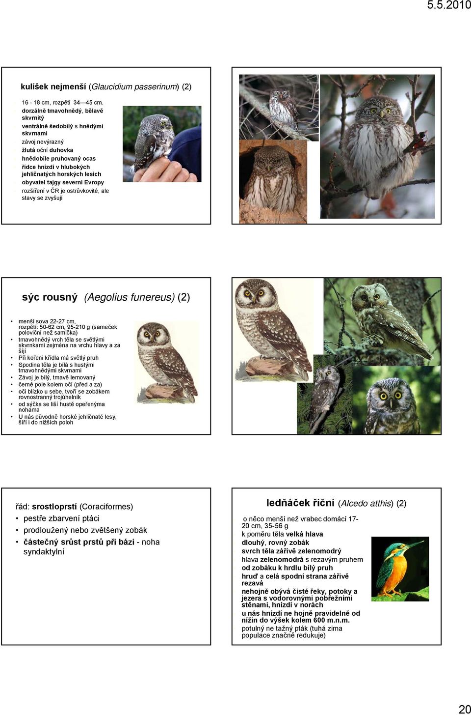 tajgy severní Evropy rozšíření v ČR je ostrůvkovité, ale stavy se zvyšují sýc rousný (Aegolius funereus) (2) menší sova 22-27 cm, rozpětí: 50-62 cm, 95-210 g (sameček poloviční než samička)