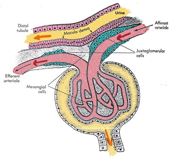 Juxtaglomerulární aparát je endokrinní systém ledviny, strukturně nehomogenní a morfologicky nesouvislý komplex buněk, který řídí průtok krve glomerulem, filtrační tlak a tím i glomerulární filtraci.