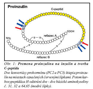 Struktura proinzulínu, inzulínu a C-peptidu C řetězec C, 33 AK (C-peptid, connecting peptide) A řetězec A, 21 AK B řetězec B, 30 AK - 30 AK Na schematickém obrázku je znázorněn preproinzulin,