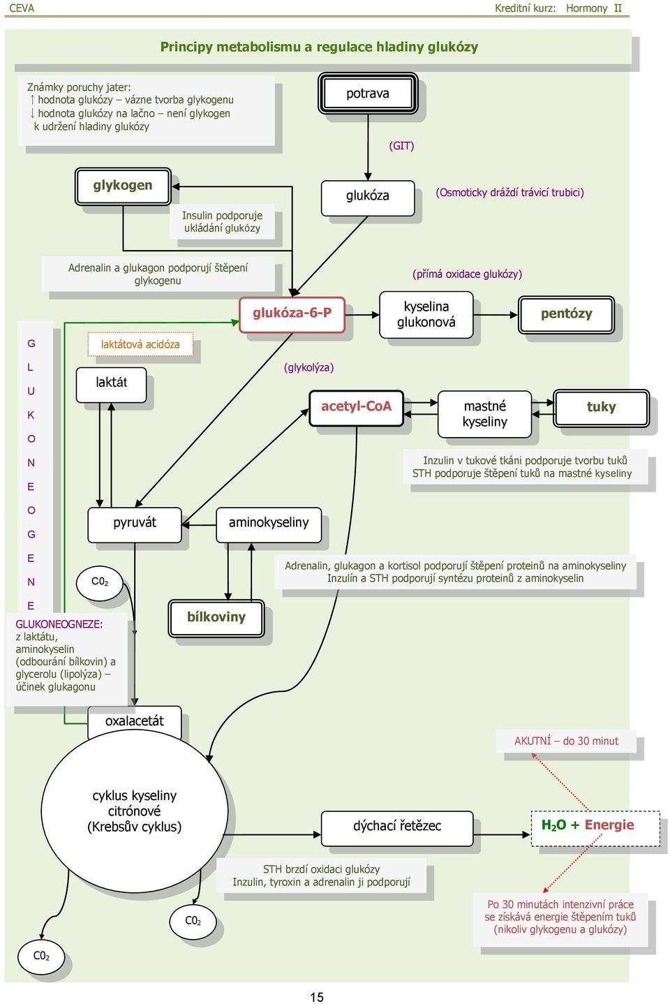 laktátová acidóza L U K O laktát (glykolýza) ) acetyl-coa mastné kyseliny tuky N E Inzulin v tukové tkáni podporuje tvorbu tuků STH podporuje štěpení tuků na mastné kyseliny O G pyruvát aminokyseliny