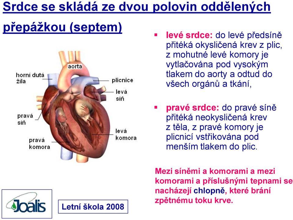 srdce: do pravé síně přitéká neokysličená krev z těla, z pravé komory je plicnicí vstřikována pod menším tlakem do