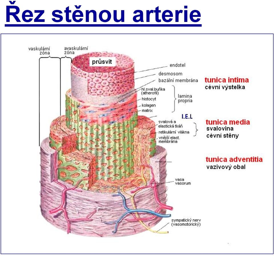 arterie 8