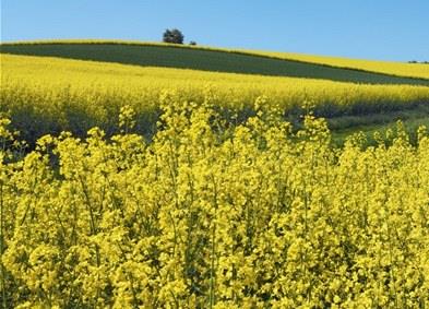 STATISTICKÝ PŘEHLED, VÝHLEDY EU 28, AKTUALITY Světová produkce obilovin - přehled U pšenice se odhadovaná světová produkce sníží o 13,3 mil.t na 722,3 mil.