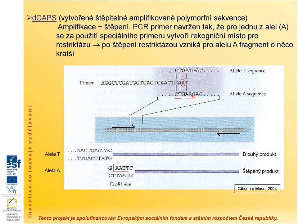 vytvoří rekogniční místo pro restriktázu po štěpení restriktázou vzniká pro alelu A