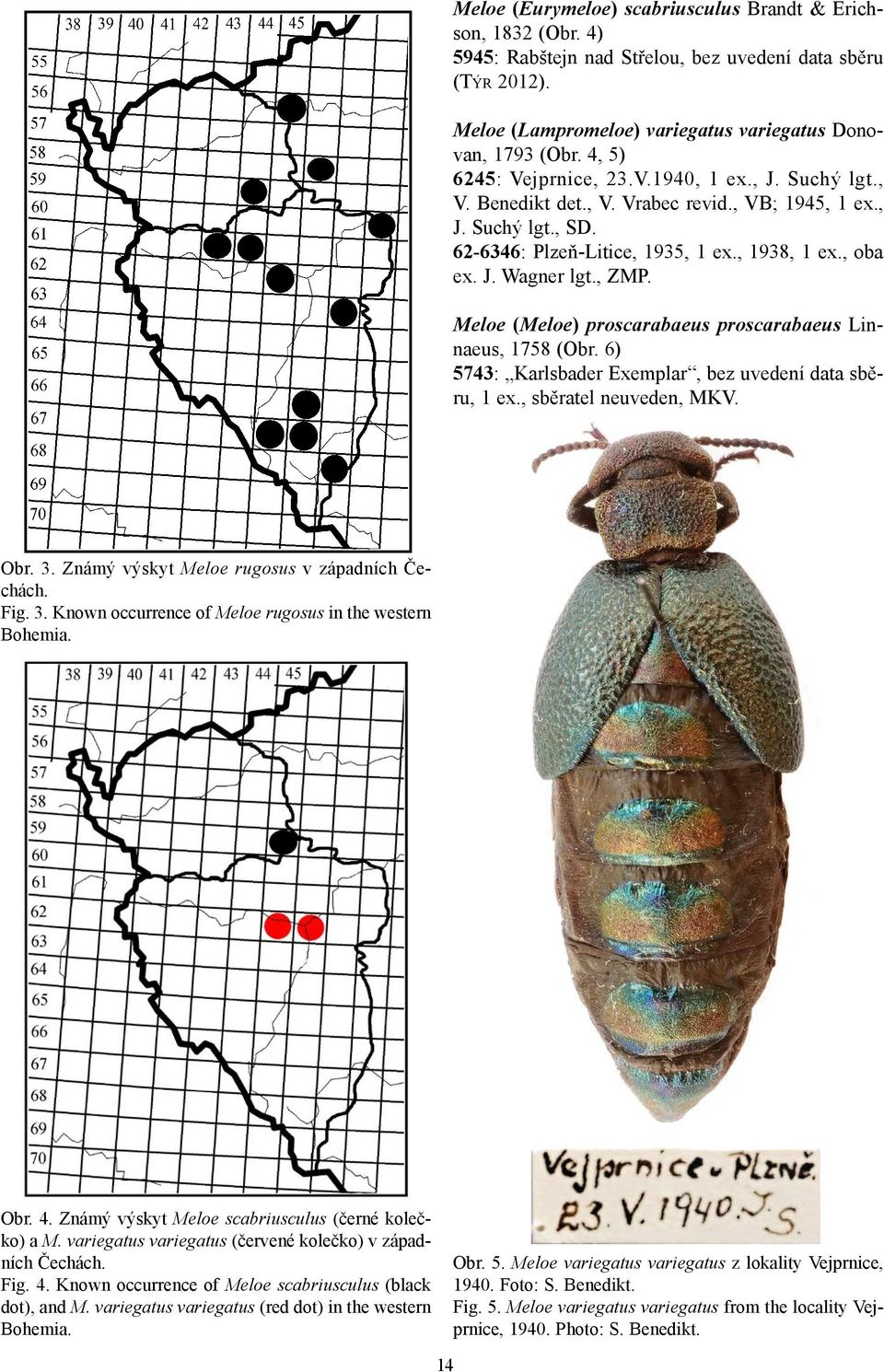 , ZMP. Meloe (Meloe) proscarabaeus proscarabaeus Linnaeus, 1758 (Obr. 6) 5743: Karlsbader Exemplar, bez uvedení data sběru, 1 ex., sběratel neuveden, MKV. Obr. 3.