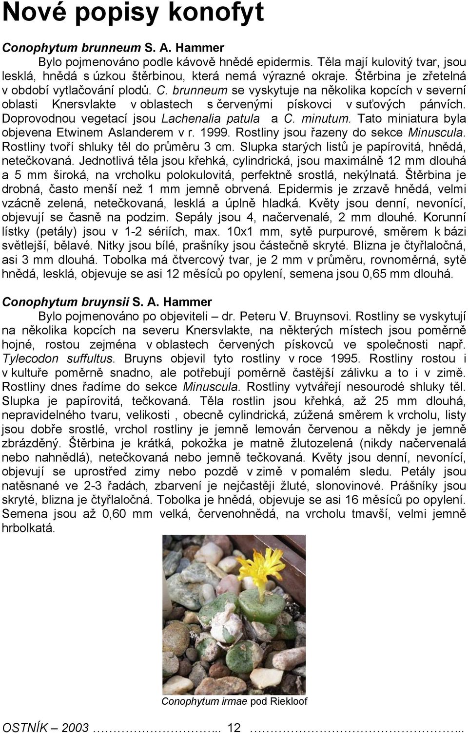 Doprovodnou vgtací jsou Lachnalia patula a C. minutum. Tato miniatura byla objvna Etwinm Aslandrm v r. 1999. Rostliny jsou řazny do skc Minuscula. Rostliny tvoří shluky těl do průměru 3 cm.