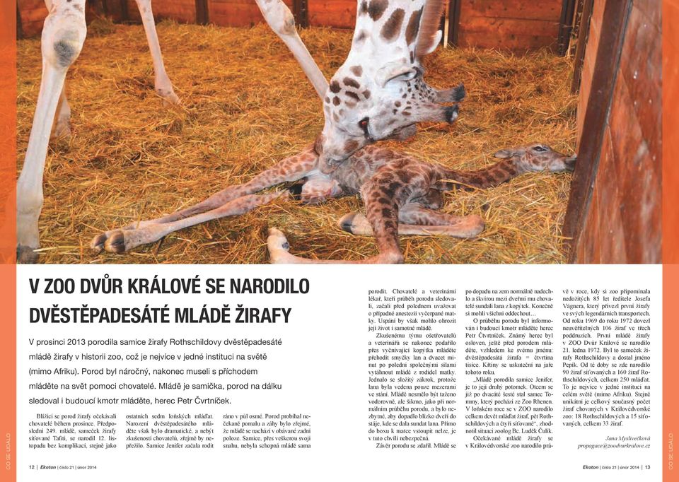 Mládě je samička, porod na dálku sledoval i budoucí kmotr mláděte, herec Petr Čvrtníček. Blížící se porod žirafy očekávali chovatelé během prosince. Předposlední 249.