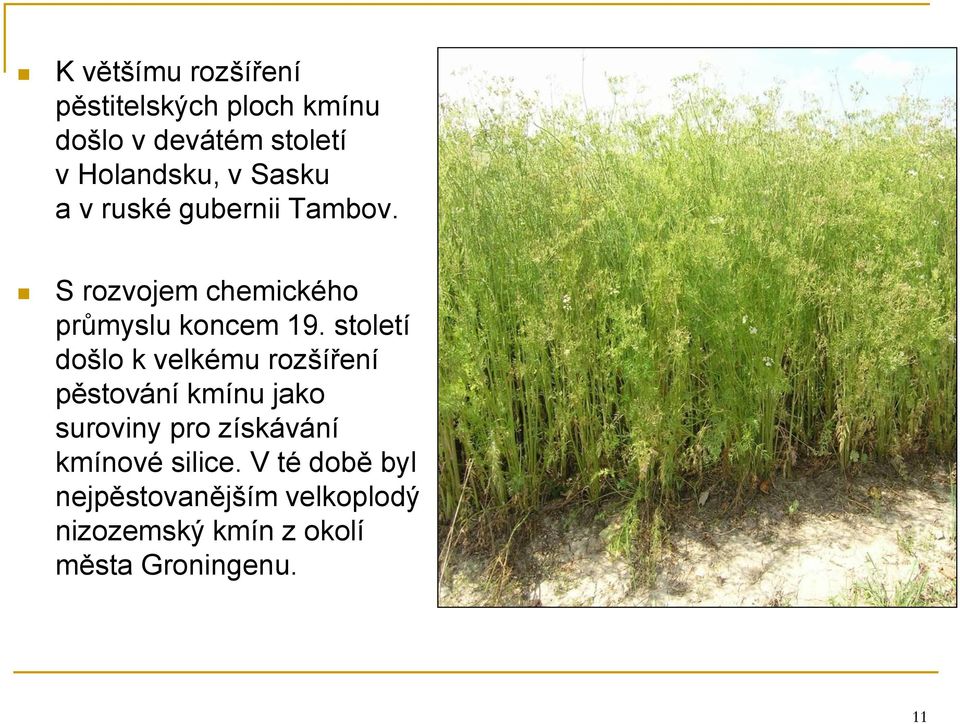 století došlo k velkému rozšíření pěstování kmínu jako suroviny pro získávání