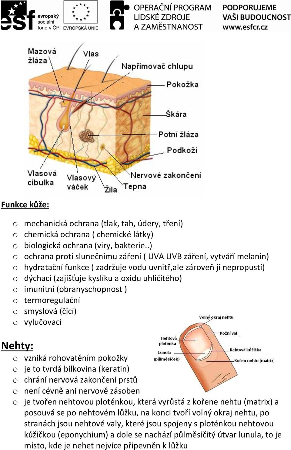 imunitní (obranyschopnost ) o termoregulační o smyslová (čicí) o vylučovací Nehty: o vzniká rohovatěním pokožky o je to tvrdá bílkovina (keratin) o chrání nervová zakončení prstů o není cévně ani