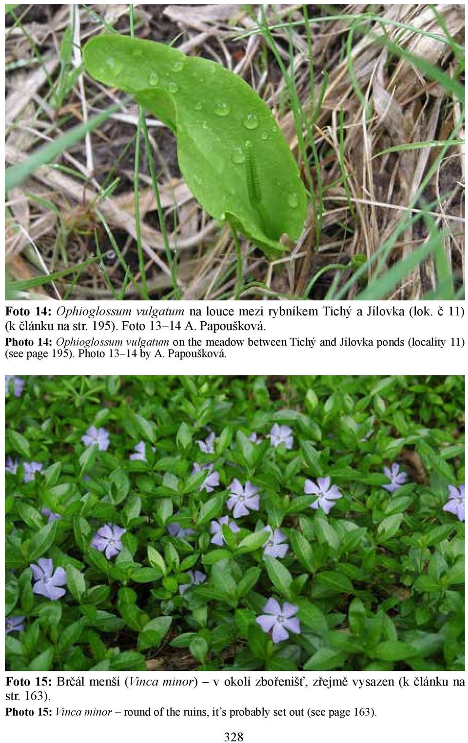 Photo 14: Ophioglossum vulgatum on the meadow between Tichý and Jílovka ponds (locality 11) (see page 195).
