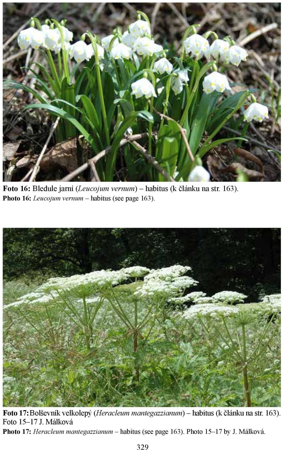 Foto 17: Bolševník velkolepý (Heracleum mantegazzianum) habitus (k článku na str.