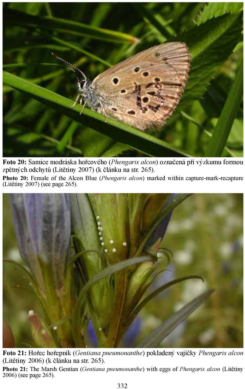 Photo 20: Female of the Alcon Blue (Phengaris alcon) marked within capture-mark-recapture (Litětiny 2007) (see page 265).