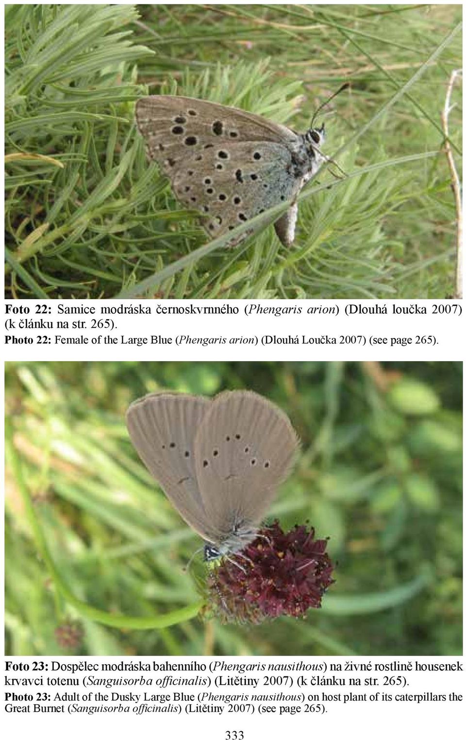 Foto 23: Dospělec modráska bahenního (Phengaris nausithous) na živné rostlině housenek krvavci totenu (Sanguisorba officinalis)