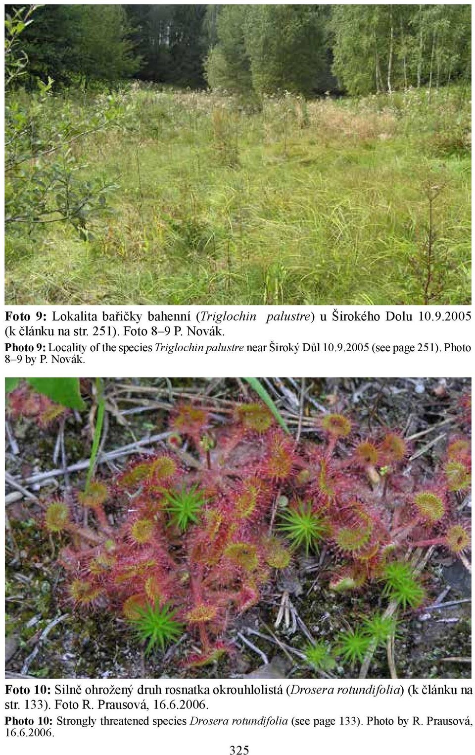 Novák. Foto 10: Silně ohrožený druh rosnatka okrouhlolistá (Drosera rotundifolia) (k článku na str. 133). Foto R.