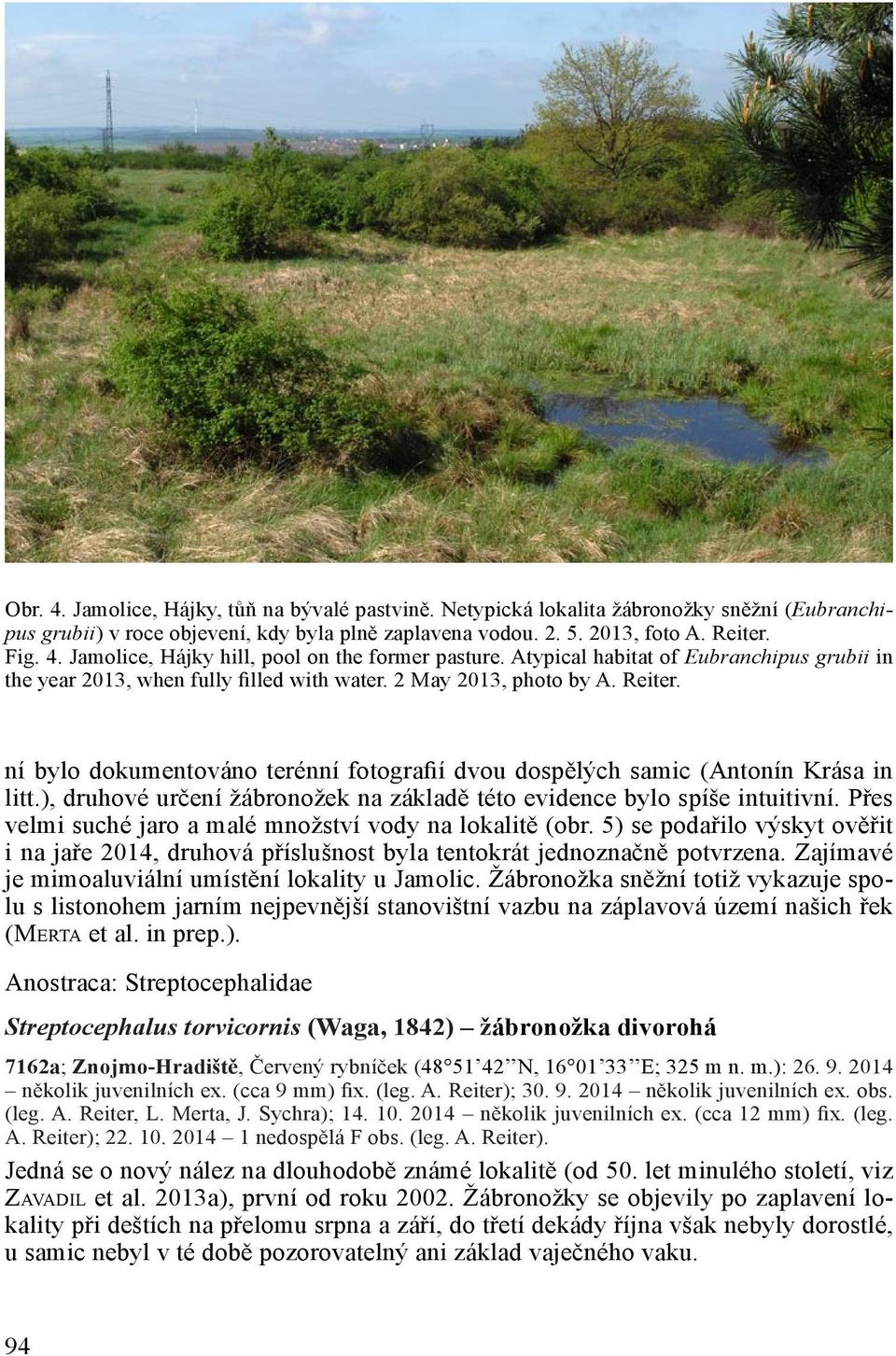 ní bylo dokumentováno terénní fotografií dvou dospělých samic (Antonín Krása in litt.), druhové určení žábronožek na základě této evidence bylo spíše intuitivní.