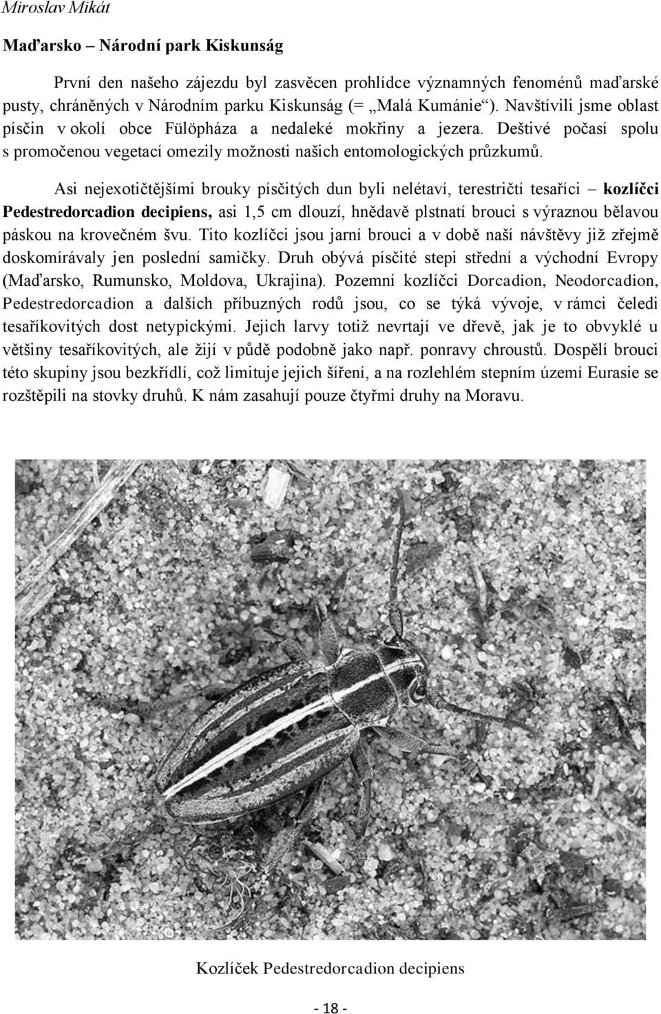 Asi nejexotičtějšími brouky písčitých dun byli nelétaví, terestričtí tesaříci kozlíčci Pedestredorcadion decipiens, asi 1,5 cm dlouzí, hnědavě plstnatí brouci s výraznou bělavou páskou na krovečném