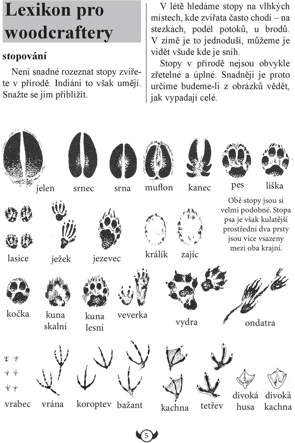 Stopy v přírodě nejsou obvykle zřetelné a úplné. Snadněji je proto určíme budeme-li z obrázků vědět, jak vypadají celé.