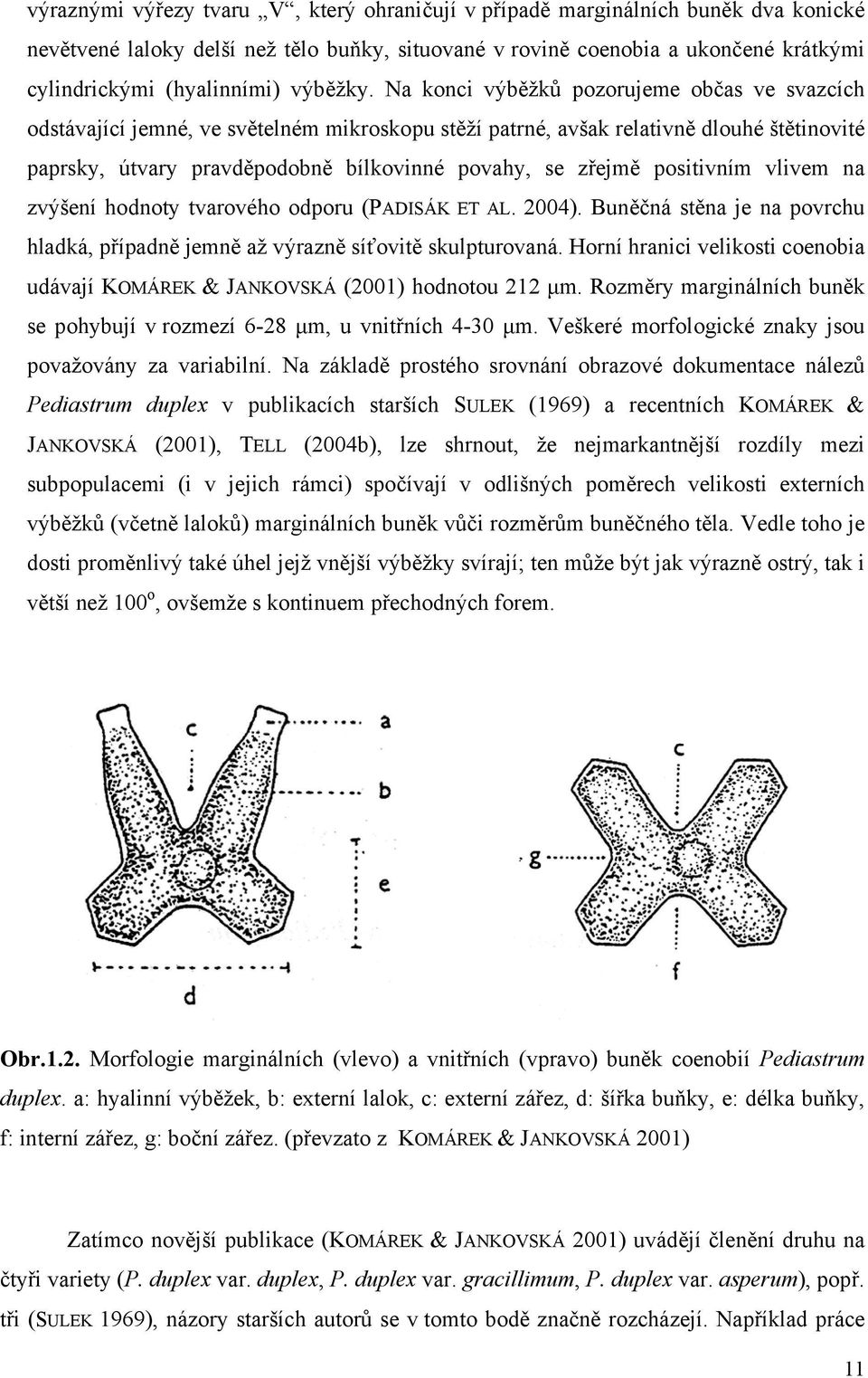 Na konci výběžků pozorujeme občas ve svazcích odstávající jemné, ve světelném mikroskopu stěží patrné, avšak relativně dlouhé štětinovité paprsky, útvary pravděpodobně bílkovinné povahy, se zřejmě