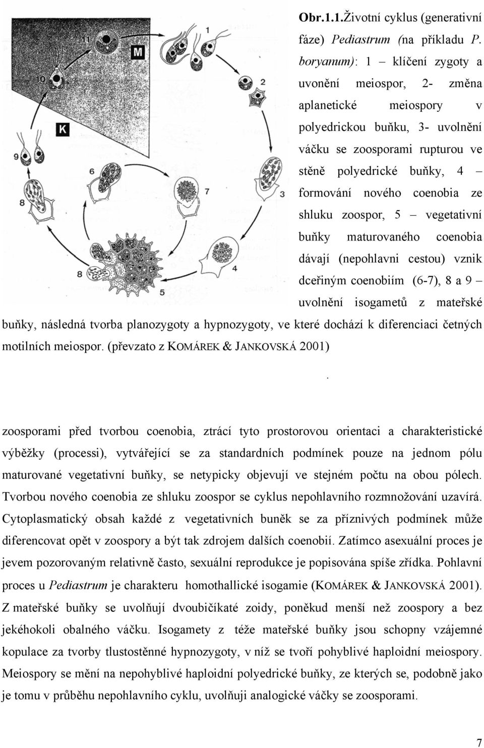 ze shluku zoospor, 5 vegetativní buňky maturovaného coenobia dávají (nepohlavni cestou) vznik dceřiným coenobiím (6-7), 8 a 9 uvolnění isogametů z mateřské buňky, následná tvorba planozygoty a