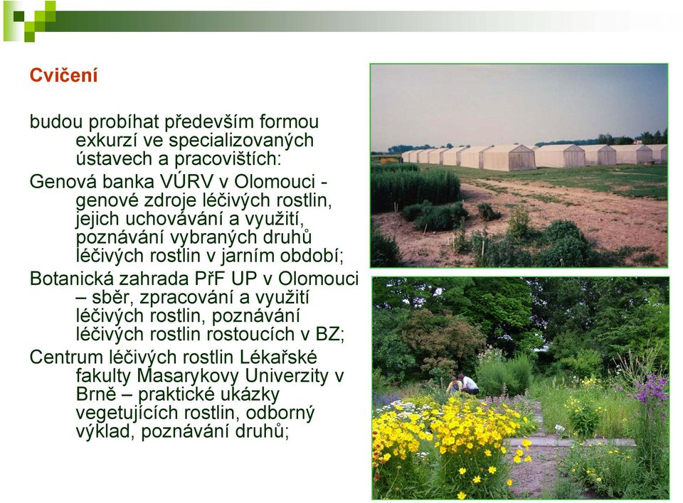 Botanická zahrada PřF UP v Olomouci sběr, zpracování a využití léčivých rostlin, poznávání léčivých rostlin rostoucích v BZ;