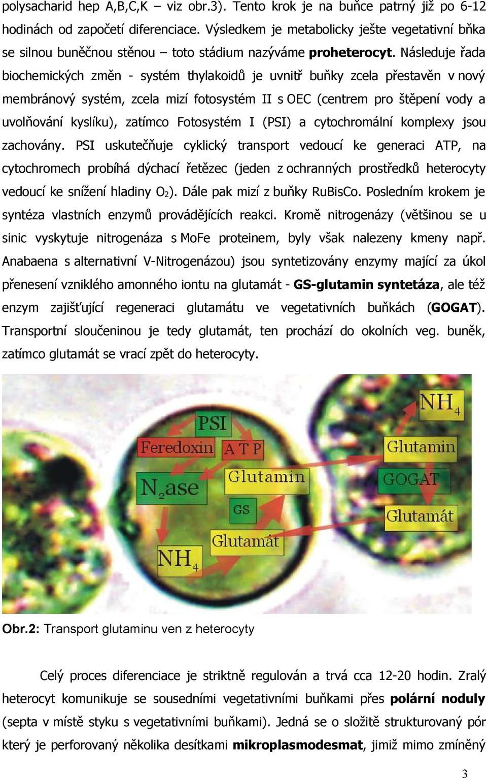 Následuje řada biochemických změn - systém thylakoidů je uvnitř buňky zcela přestavěn v nový membránový systém, zcela mizí fotosystém II s OEC (centrem pro štěpení vody a uvolňování kyslíku), zatímco