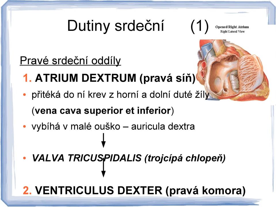 duté žíly (vena cava superior et inferior) vybíhá v malé ouško