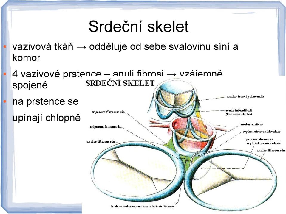 vazivové prstence anuli fibrosi