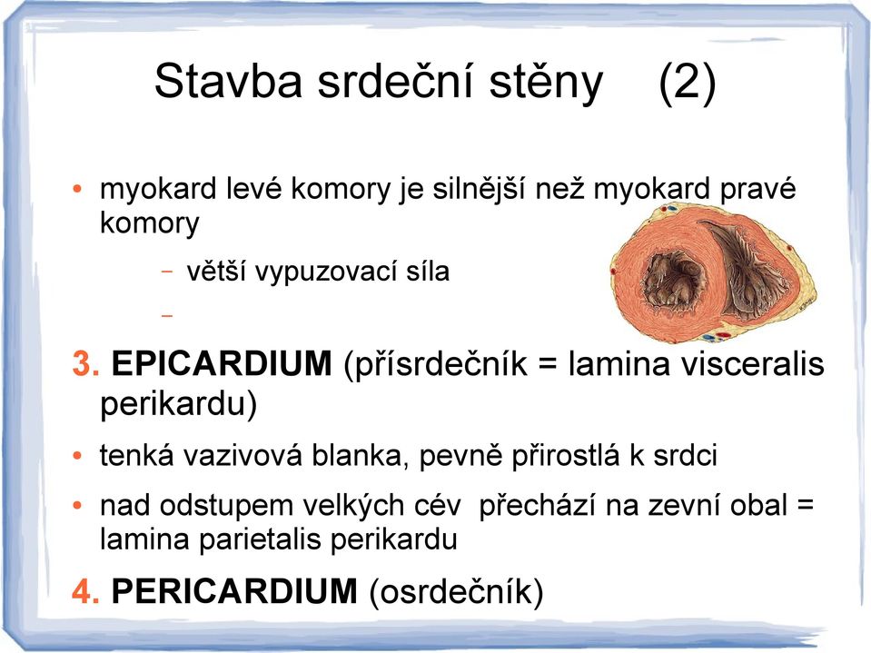 EPICARDIUM (přísrdečník = lamina visceralis perikardu) tenká vazivová blanka,
