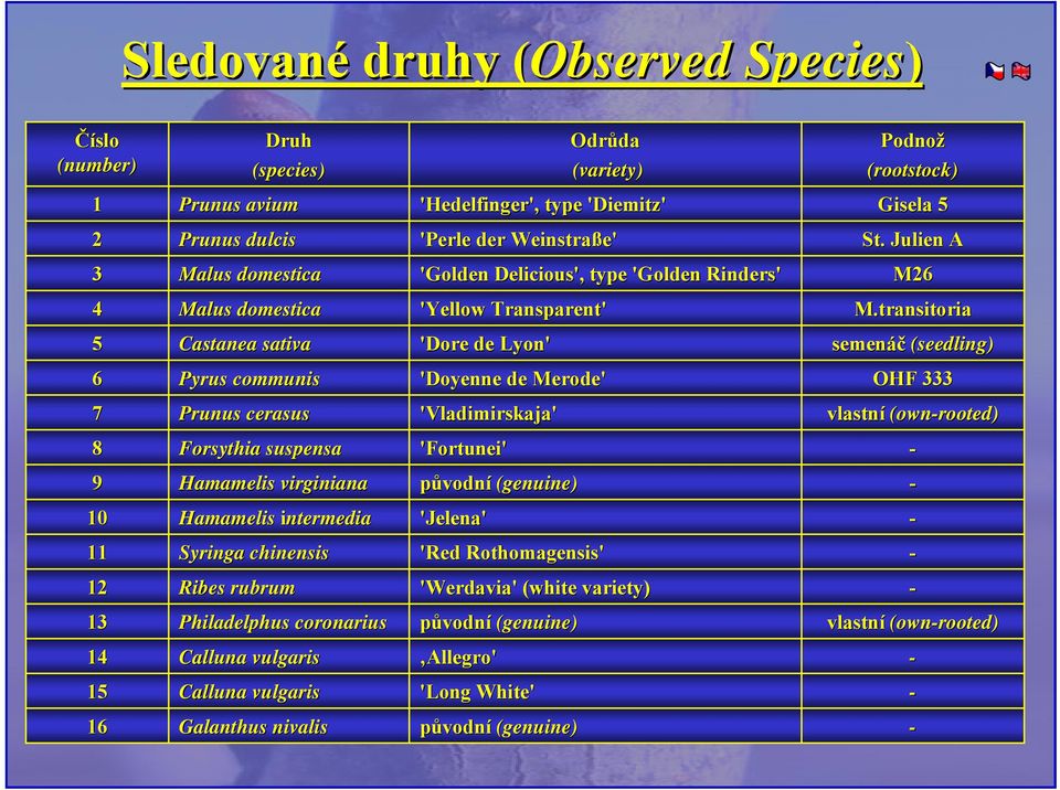 transitoria 5 Castanea sativa 'Dore de Lyon' semenáč (seedling) 6 Pyrus communis 'Doyenne de Merode' OHF 333 7 Prunus cerasus 'Vladimirskaja' vlastní (own-rooted) 8 Forsythia suspensa 'Fortunei' - 9