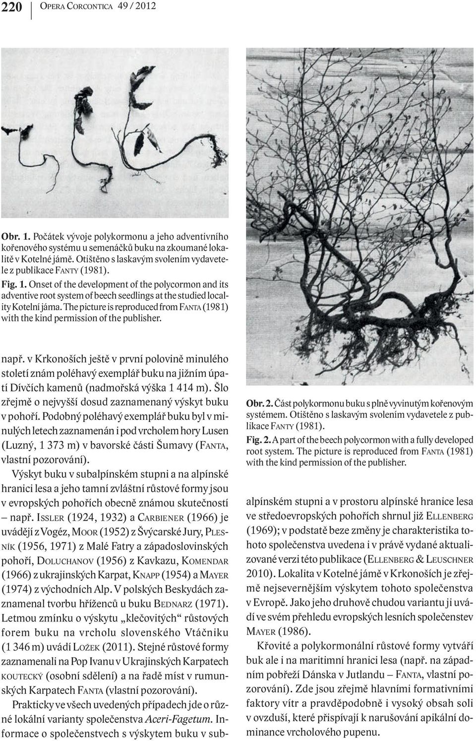 Onset of the development of the polycormon and its adventive root system of beech seedlings at the studied locality Kotelní jáma.