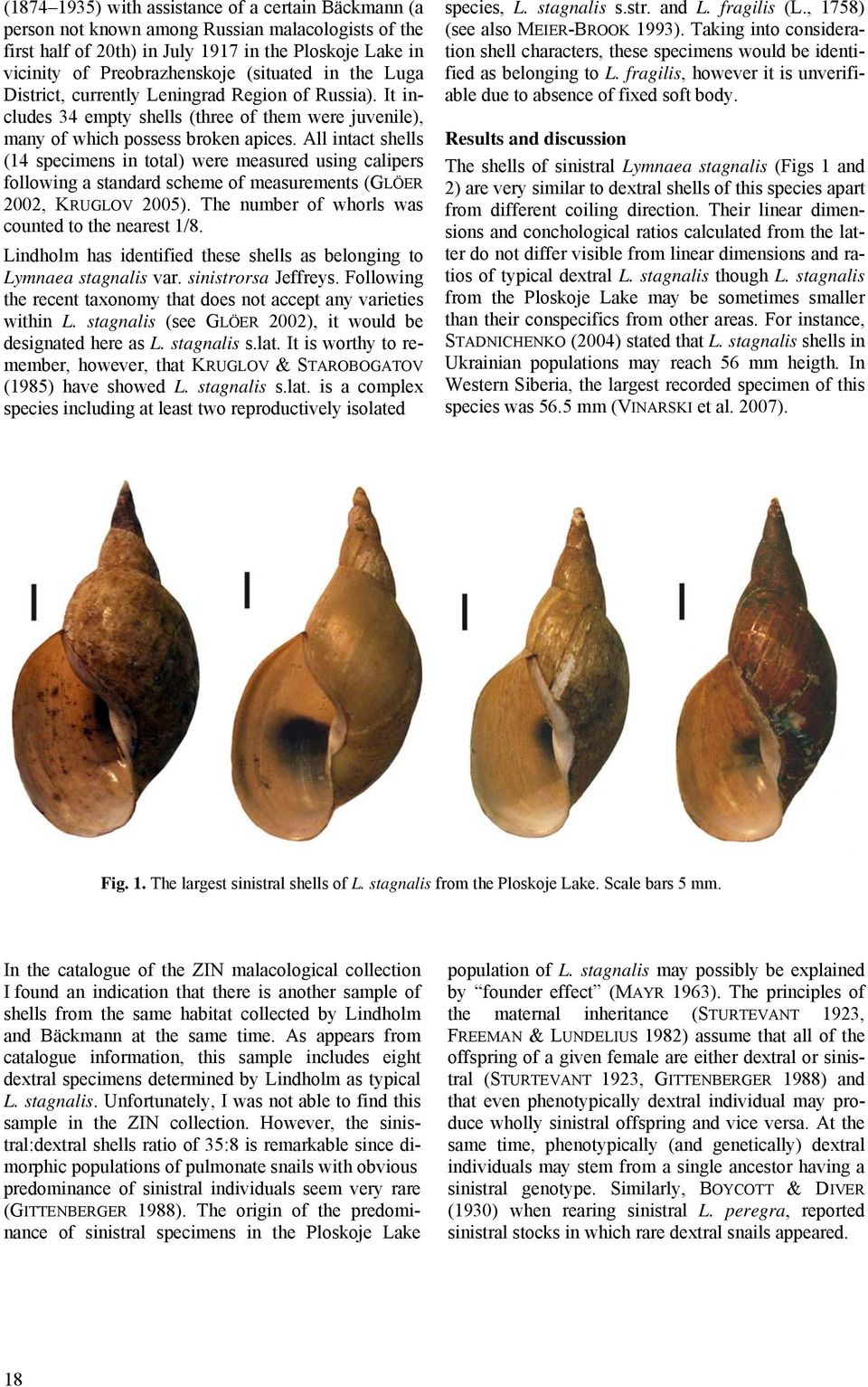 All intact shells (14 specimens in total) were measured using calipers following a standard scheme of measurements (GLÖER 2002, KRUGLOV 2005). The number of whorls was counted to the nearest 1/8.