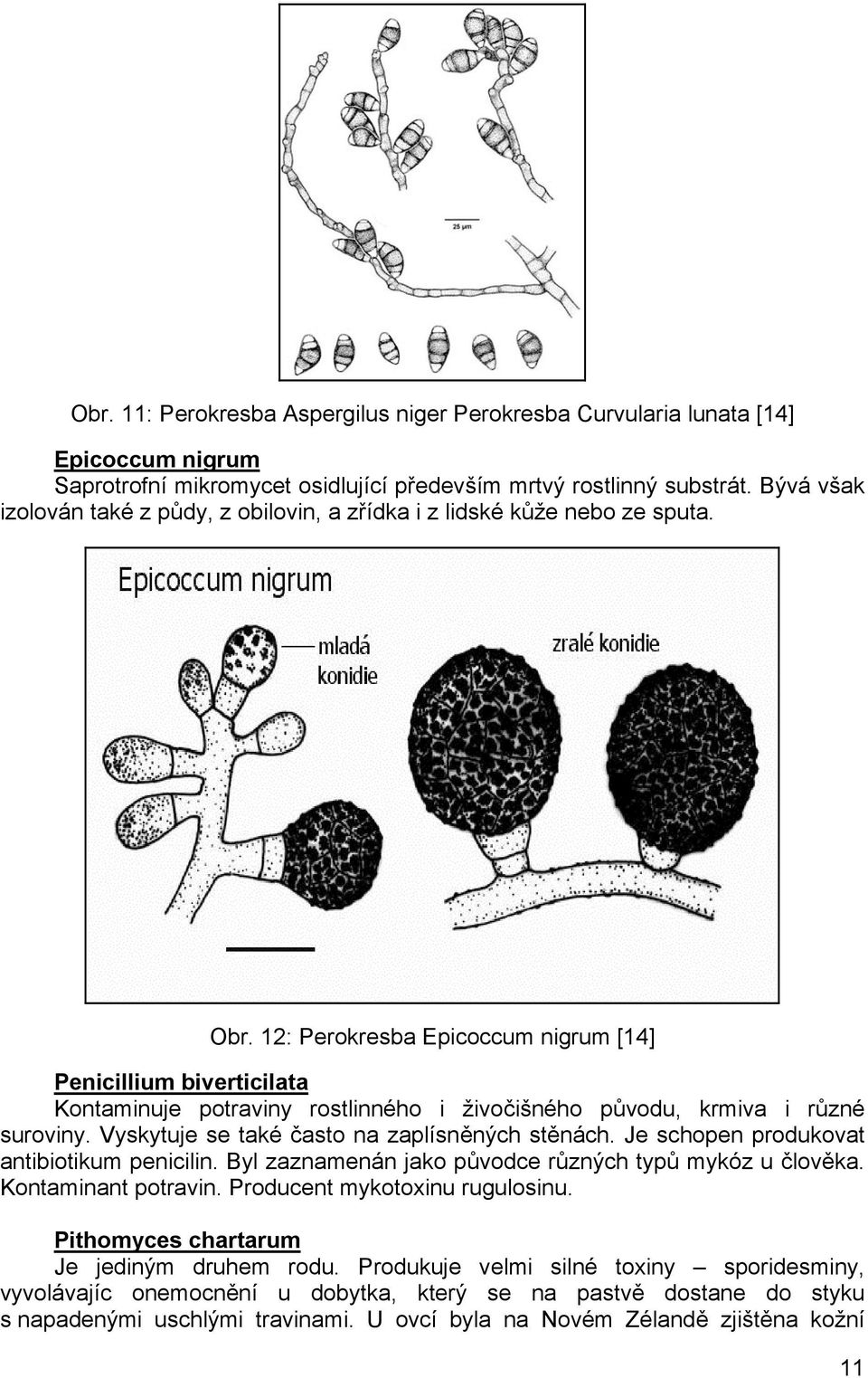 12: Perokresba Epicoccum nigrum [14] Penicillium biverticilata Kontaminuje potraviny rostlinného i živočišného původu, krmiva i různé suroviny. Vyskytuje se také často na zaplísněných stěnách.