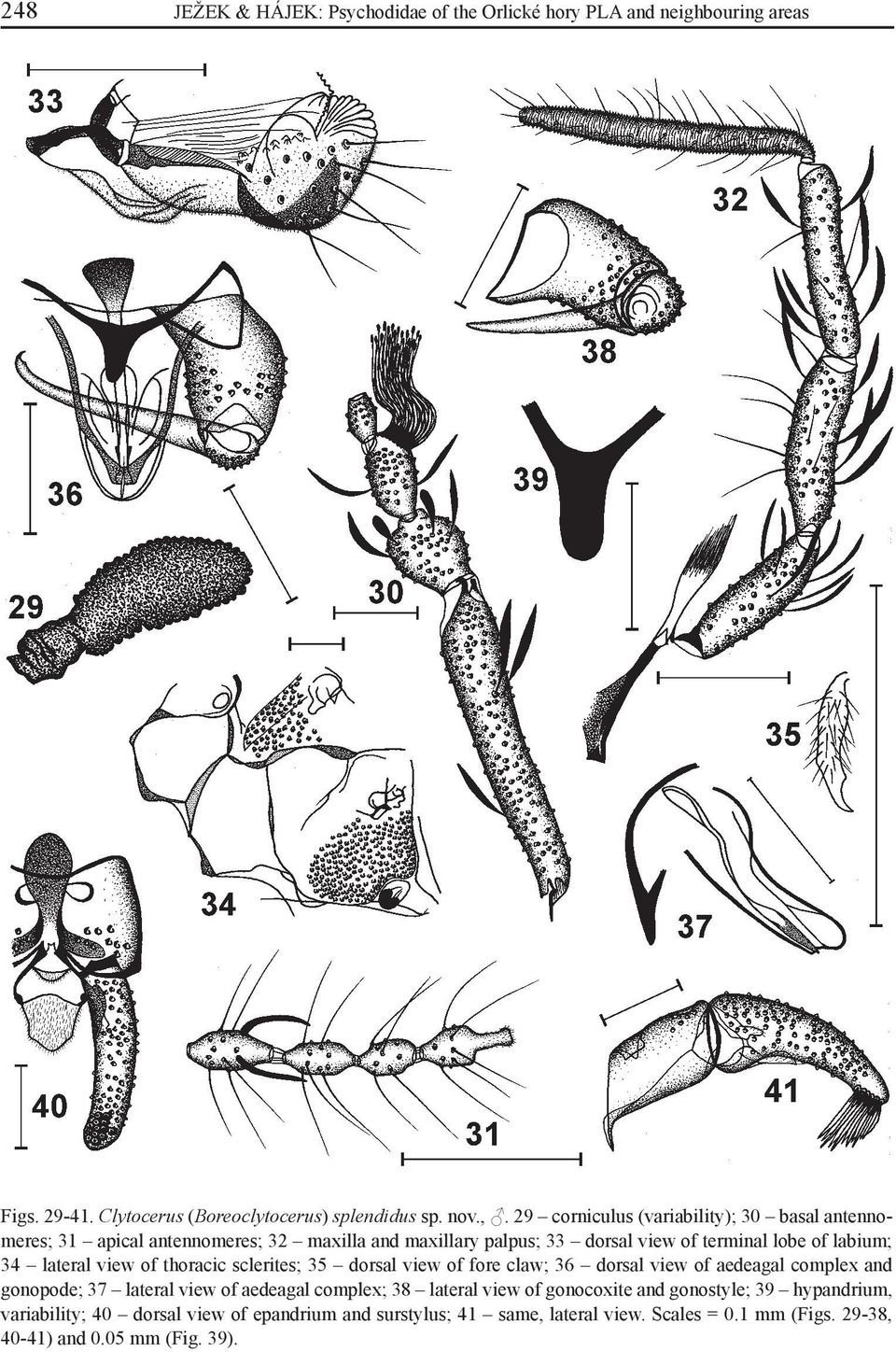 lateral view of thoracic sclerites; 35 dorsal view of fore claw; 36 dorsal view of aedeagal complex and gonopode; 37 lateral view of aedeagal complex; 38 lateral